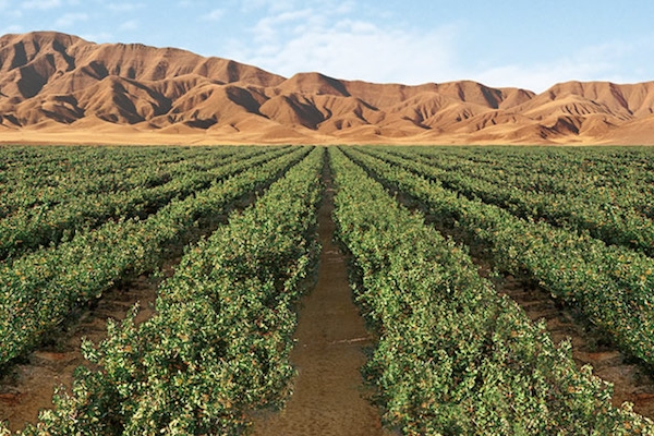 برای فراهم کردن بستر خدمت در استان خودم از رئیس جمهور سپاسگزارم/ اولین خواسته‌ام توقف مازوت‌سوزی در نیروگاه شازند بود